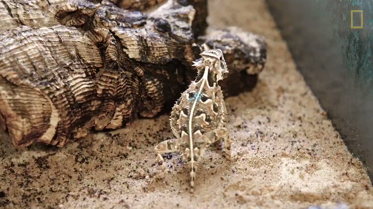 These are Texas horned lizards—and they can shoot blood from their eyes