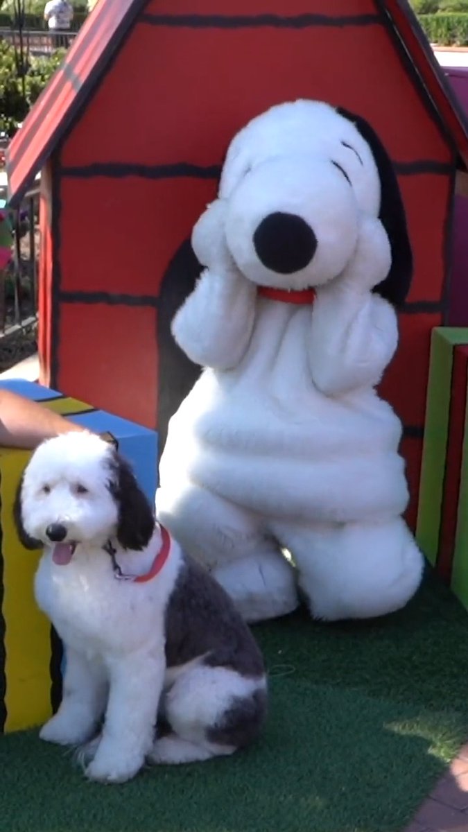 It was Snoopy's best birthday ever, Charlie Brown. ❤️