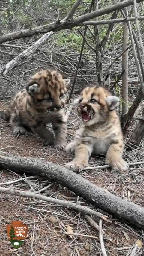 Hello, world! Meet female and male mountain lion kittens P-116 and P-117, born in the Santa Susana Mountains this spring. The kittens were found by Santa Monica Mtns biologists in P-106’s (mom’s) den when the kittens were about 24 days old. Video by NPS