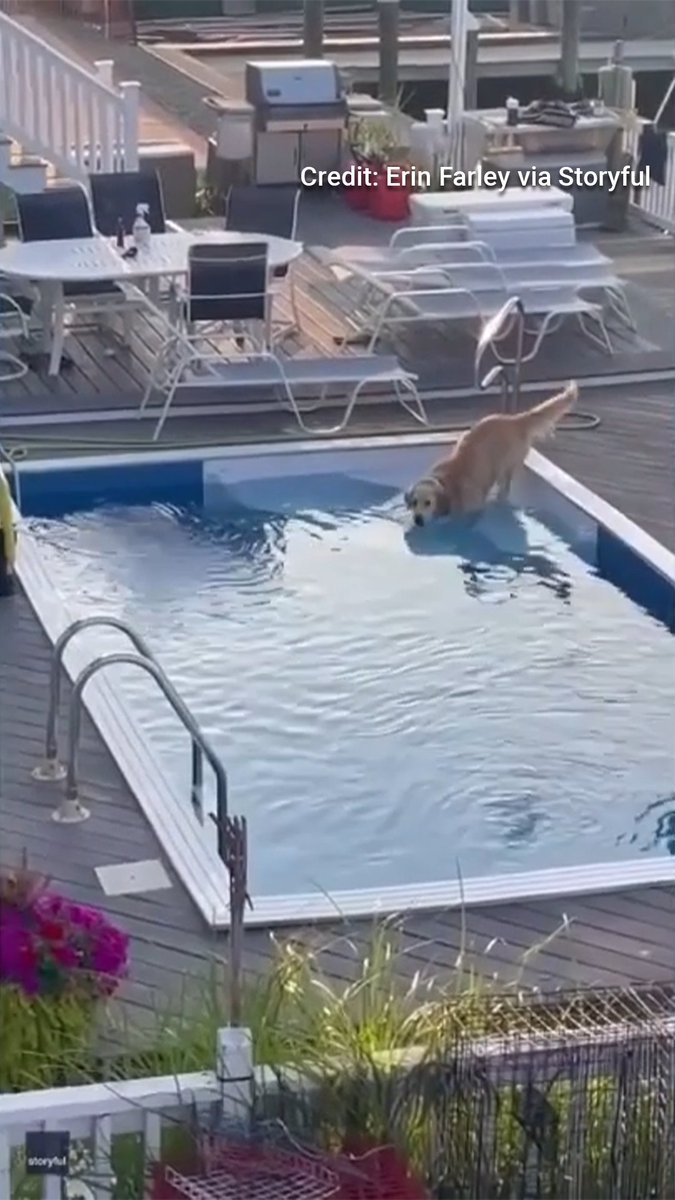 CANINE COOLS OFF: Sneaky swimmer gets creative, hops over neighbor's fence to take a dip in the pool.