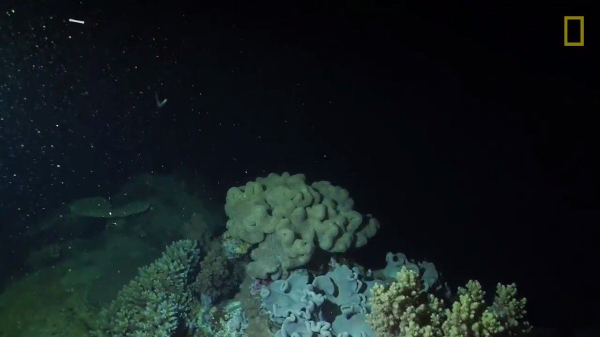 This is what it looks like when coral spawns in the Great Barrier Reef