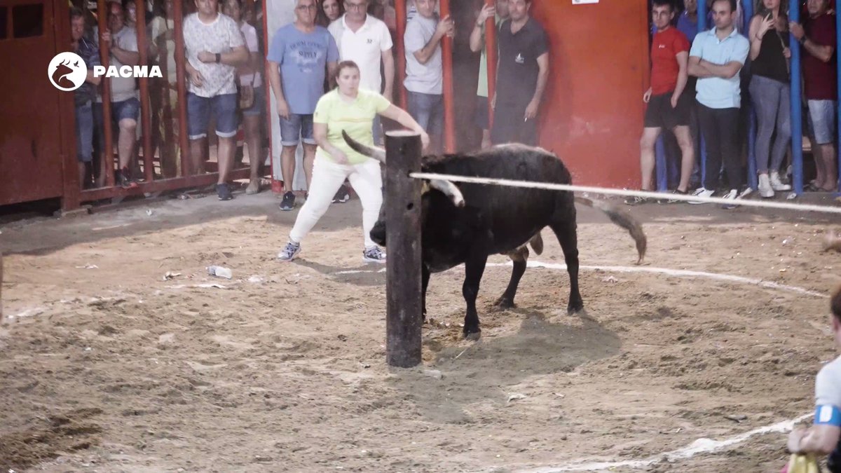 Da igual dónde se celebren. Los toros pasan penurias en todos los rincones de España. Concurso de emboladores en Villafamés (Castellón), este jueves 17 de agosto. Caen al suelo, se contorsionan, se hacen polvo y son empujados y tirados del rabo. Esto es lo que permite el Ajuntament Vilafamés. Esto es lo que el Gobierno ha podido prohibir durante los últimos cuatro años, y no lo ha hecho. Si a ti también te duele, el 16 de septiembre te vemos en Madrid para gritar por ellos en #MisiónAbolición. Firma ya nuestra petición #StopTorosEmbolados para acabar con estos y otros festejos taurinos: