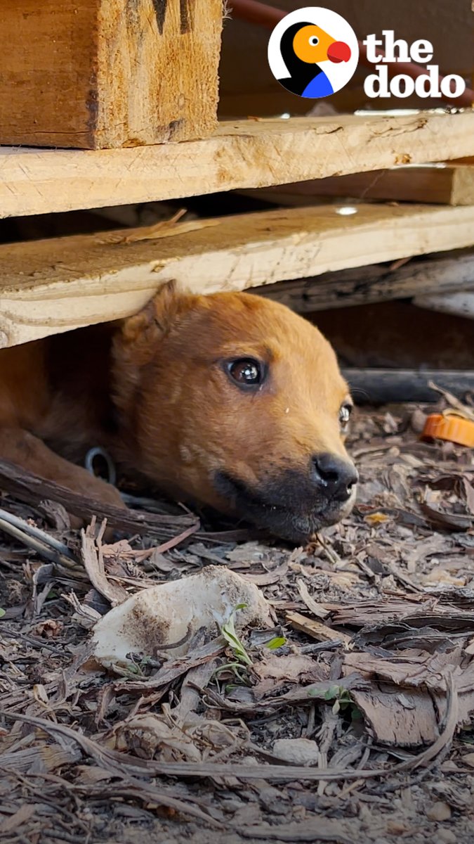Tiny stray puppy was separated from her mom by kids who wanted to play with her ... and that's the beginning of the happiest story ever ❤️ Help us #cleartheshelters. Visit to find participating shelters near you Clear the Shelters