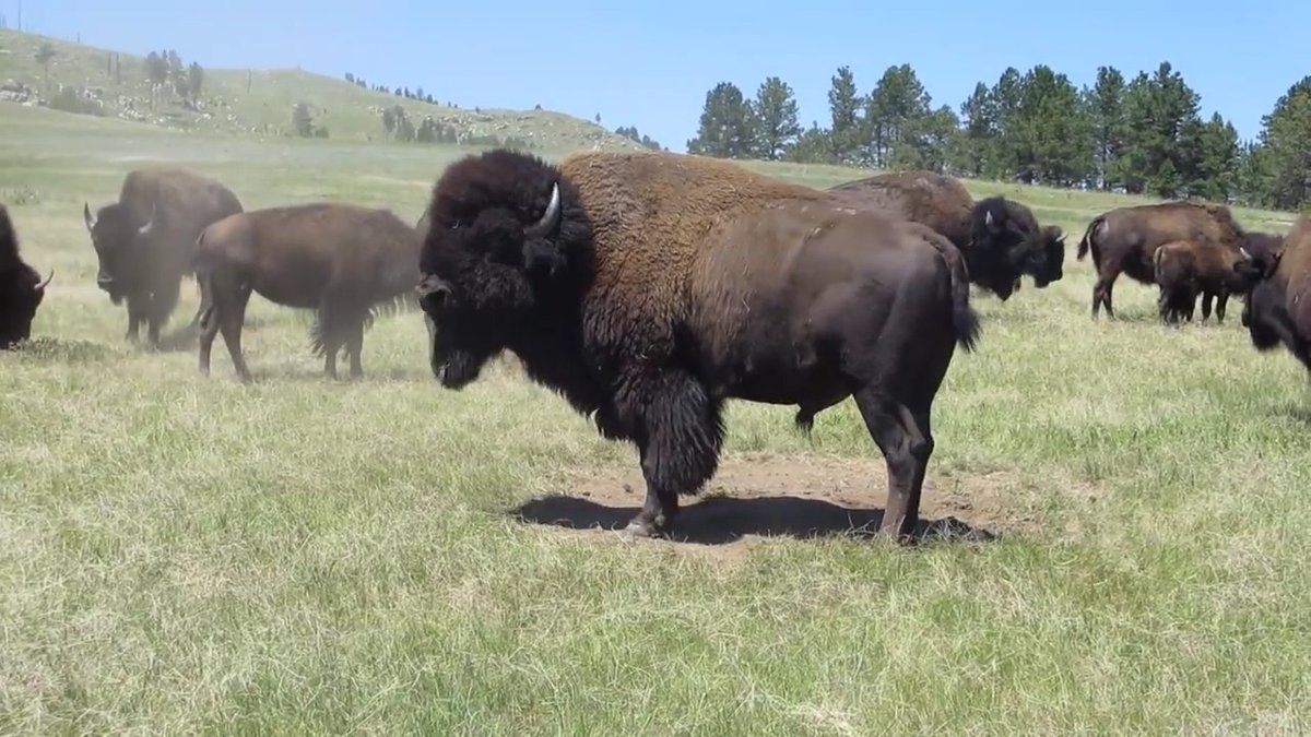 Bison mating season is underway on public lands. Male bison are particularly aggressive now, as they congregate in herds to compete, socialize and breed. Bulls are on high alert and can get aggravated easily. No matter what time of year, always stay further than 25 yards away!