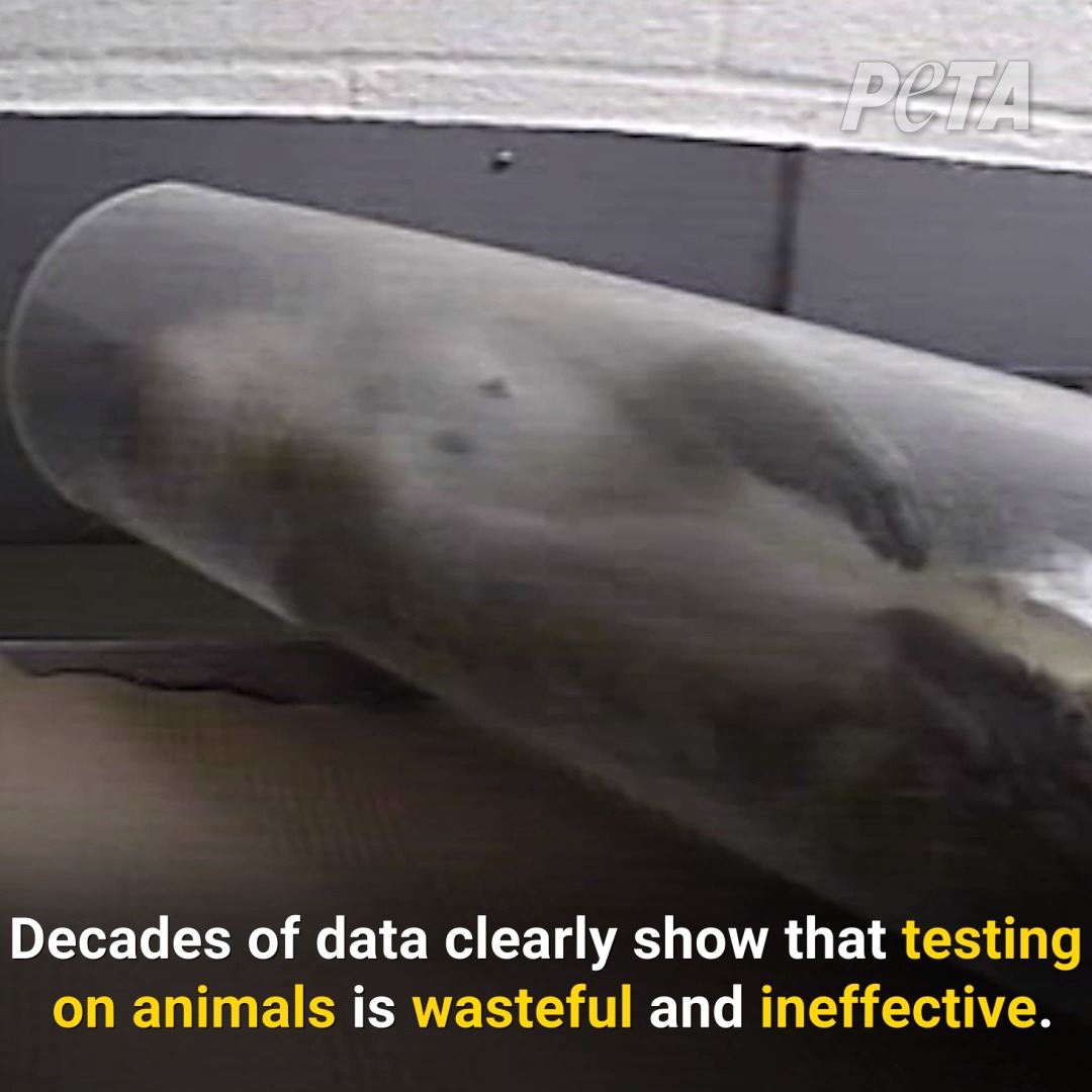 Testing on animals is: - cruel - pointless - a waste of tax payers' money #EndAnimalTesting