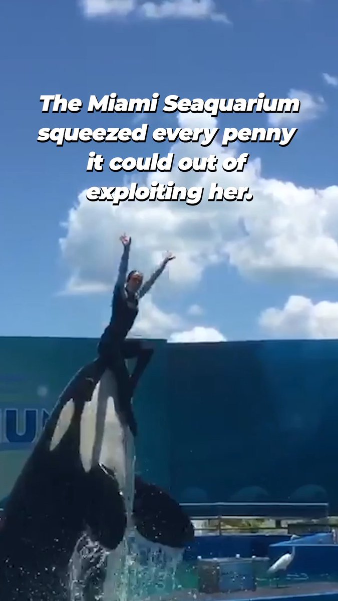 💔 #RIPLOLITA 💔 What they did to you is unforgivable. You were so close to freedom at a sanctuary, but time ran out. Now you’re finally free from all the pain and suffering.