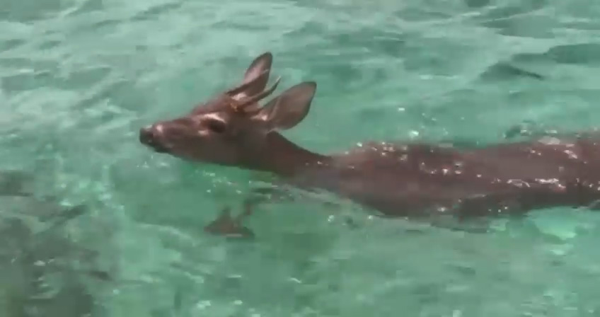 El fin de semana rescataron a un venadito cola blanca que nadaba desde la isla de Cozumel.