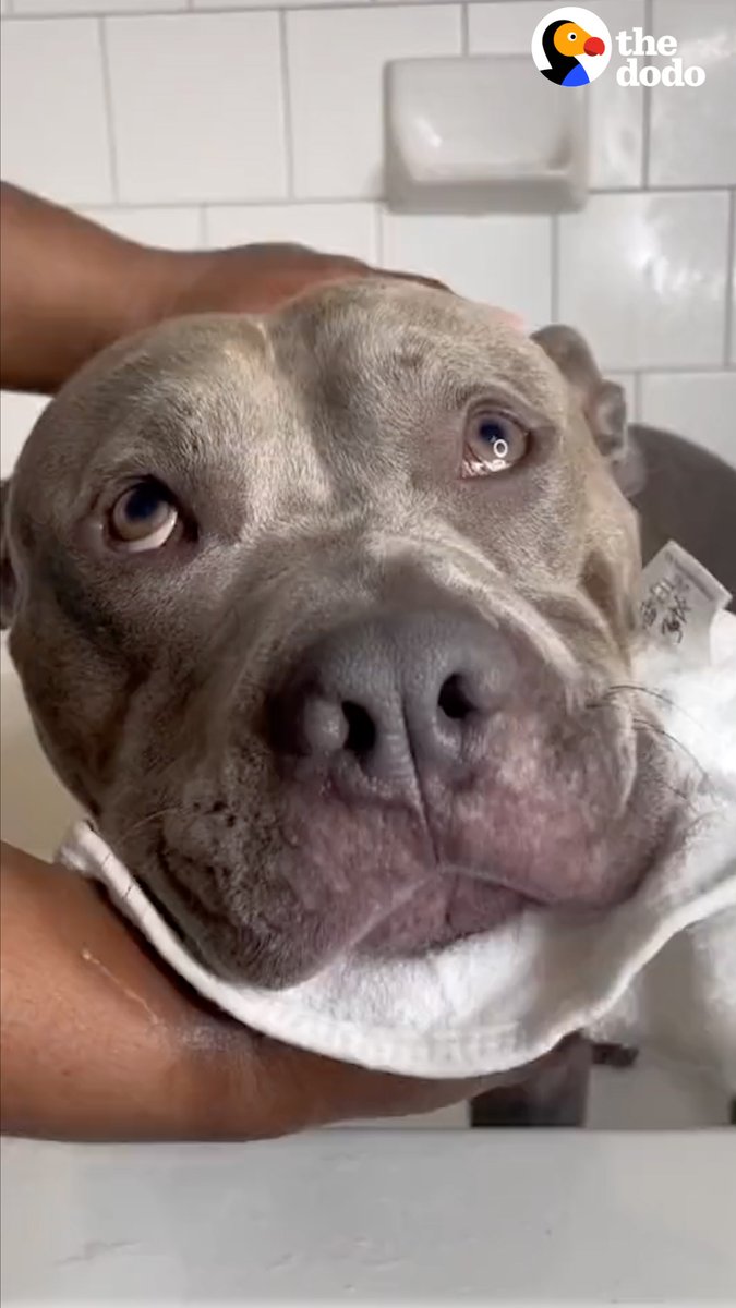 Woman gives her pittie a spa-like bedtime routine — watch what she prepares when it’s dinnertime 💕
