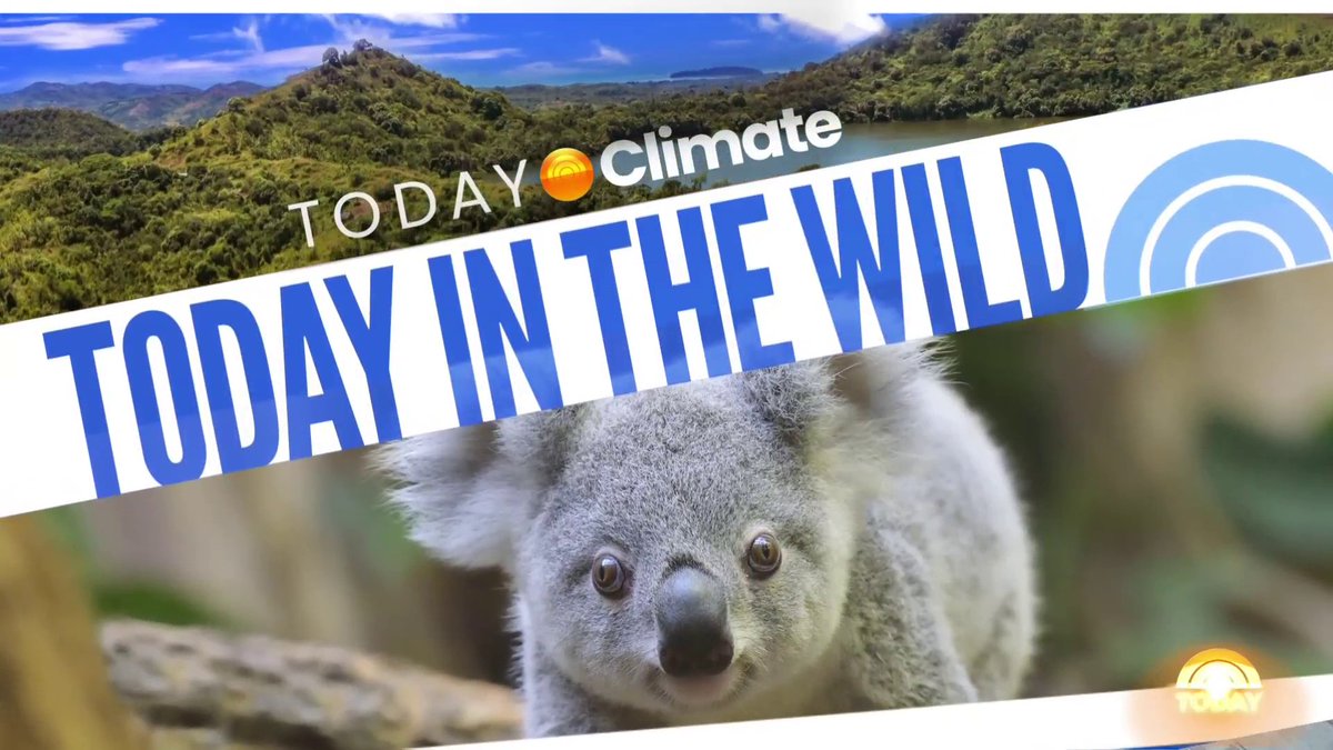 In Australia, it's becoming harder to find koalas in the wild, with the rough total estimate nationwide half of what it was 20 years ago. WWF_Australia is giving a helping hand to the endangered species and working to regrow the population. Molly Hunter reports.