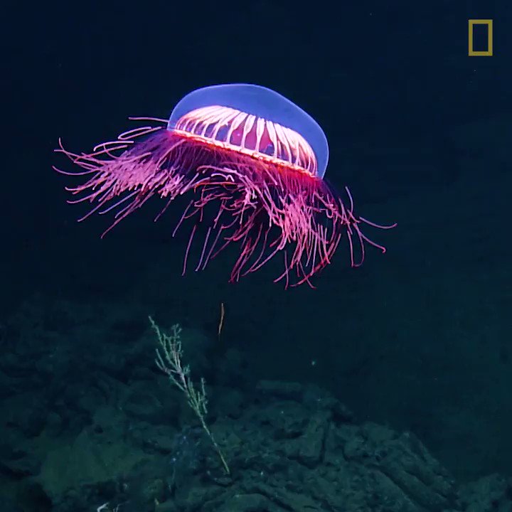 Take a few moments to enjoy the view of this incredible species, first recorded in 1909
