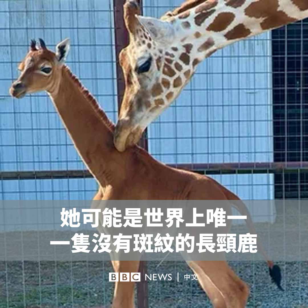 一只长颈鹿宝宝🦒上个月在美国田纳西州的布莱兹动物园诞生，但她很快引起很多人的关注，因为她没有任何斑点。 该动物园称，长颈鹿专家相信，她是地球上目前唯一一只纯色网纹长颈鹿。