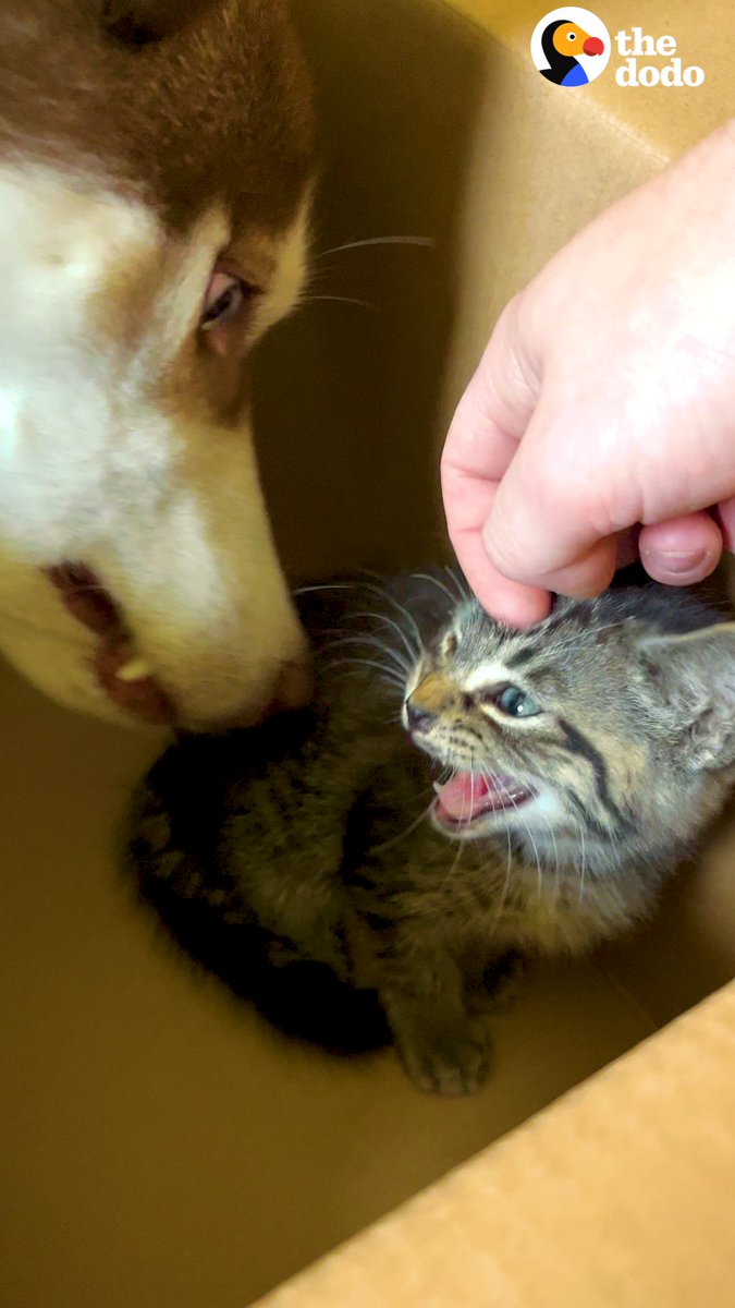 Kitten and husky are joined at the hip — watch what happens when the kitten escapes outside by accident ❤️