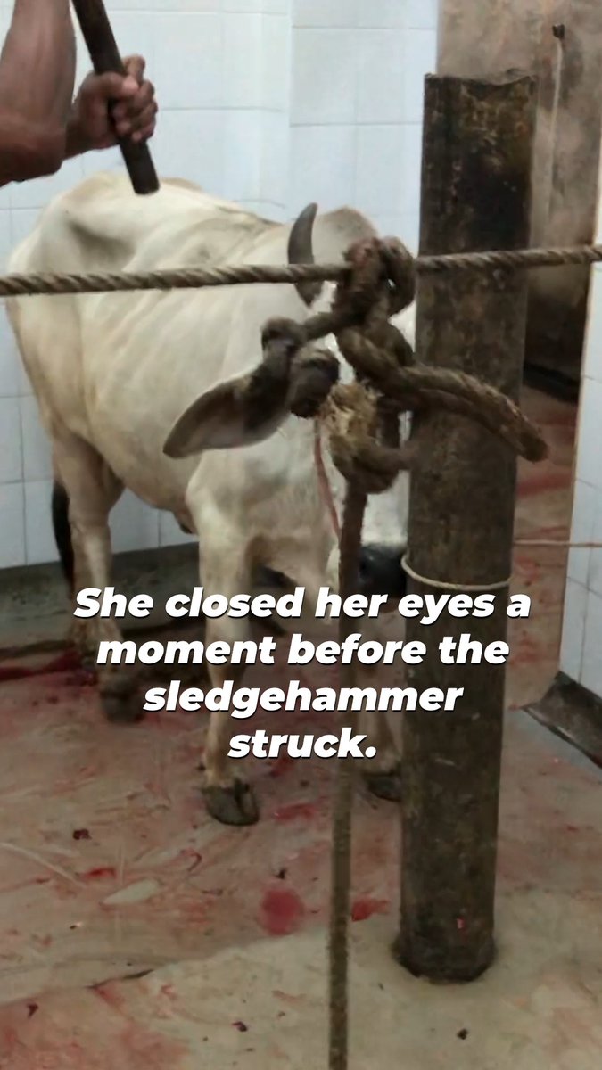 This cow was bashed in the head before being slaughtered for leather. They felt pain just like you 💔 Think of them the next time you see something made with cow skin.