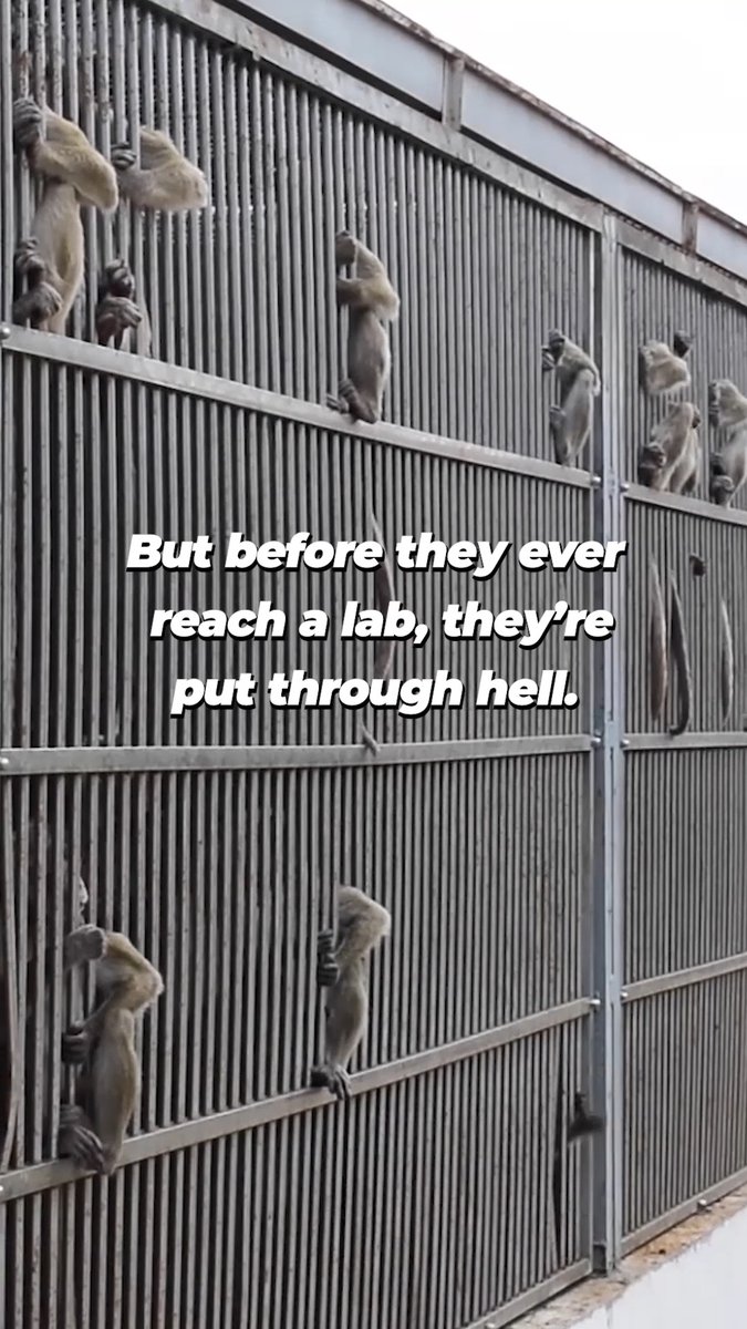 From lush jungles to cold, nightmarish labs, the journey of these monkeys is a heartbreaking tale of displacement & suffering 💔
