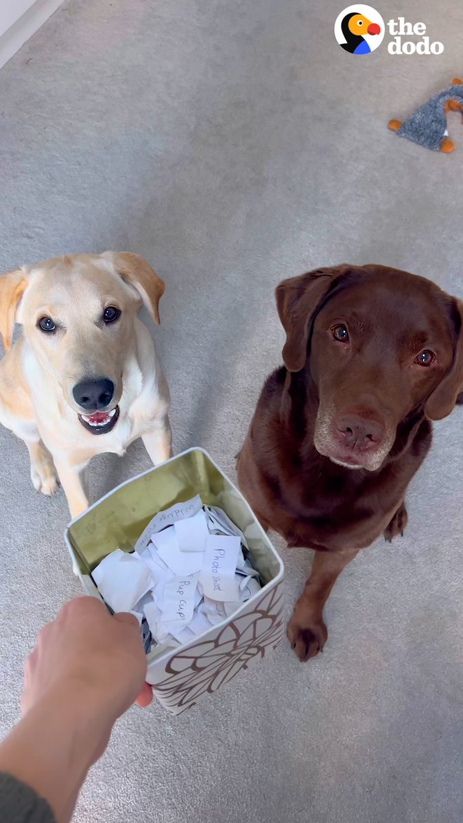 Chocolate Lab is obsessed with his activity jar because he knows Mom will do whatever he picks out ❤️