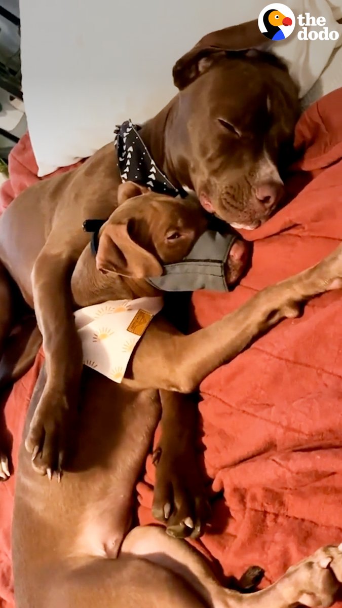 Pittie doesn't understand that the new foster puppy can't play until she heals — but the wait is so worth it 💕