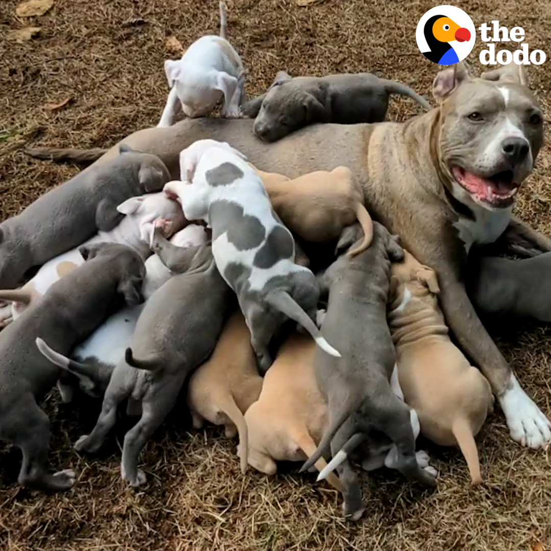 No one knew this rescue pittie was even pregnant — wait to see the crazy number of puppies she has ❤️