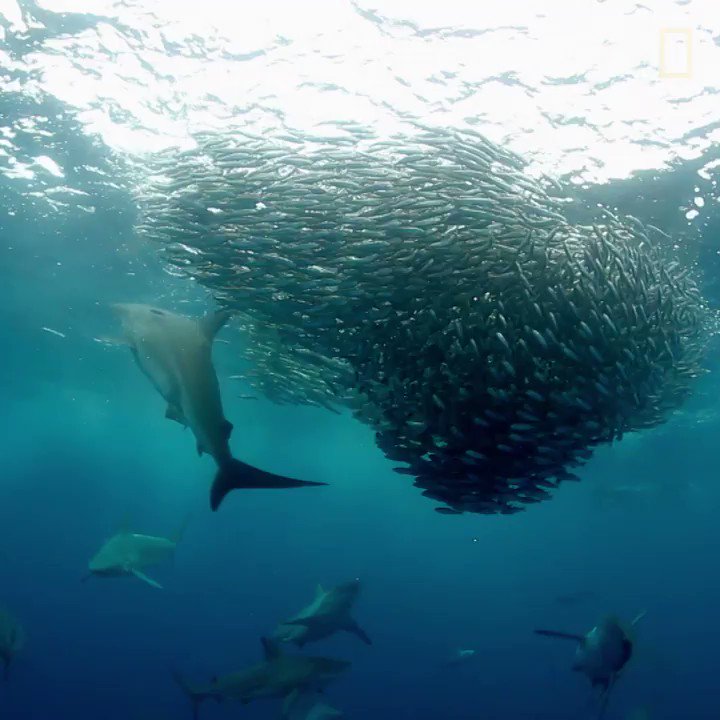 Sardines travel in large schools, but is there actually safety in numbers?