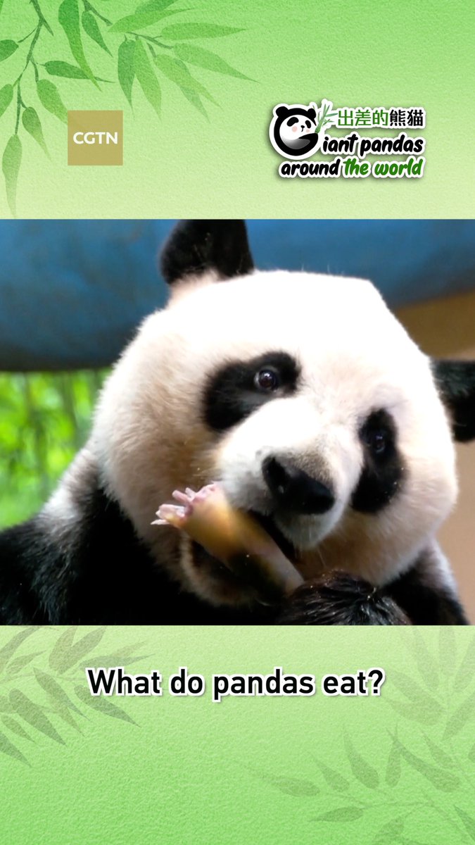 Giant pandas eat almost nothing but bamboo stems, shoots and leaves. Occasionally they eat carrots, apples and other vegetation, but bamboo accounts for 99 percent of their diet. #GoldenPandaAwards