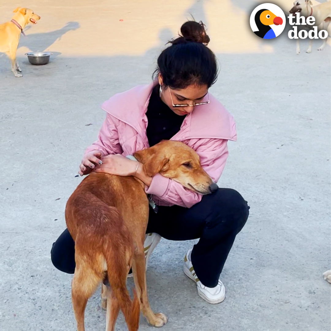 A family of dogs starts following this woman on vacation... and she spends months figuring out how to get them all back to the U.S. ❤️