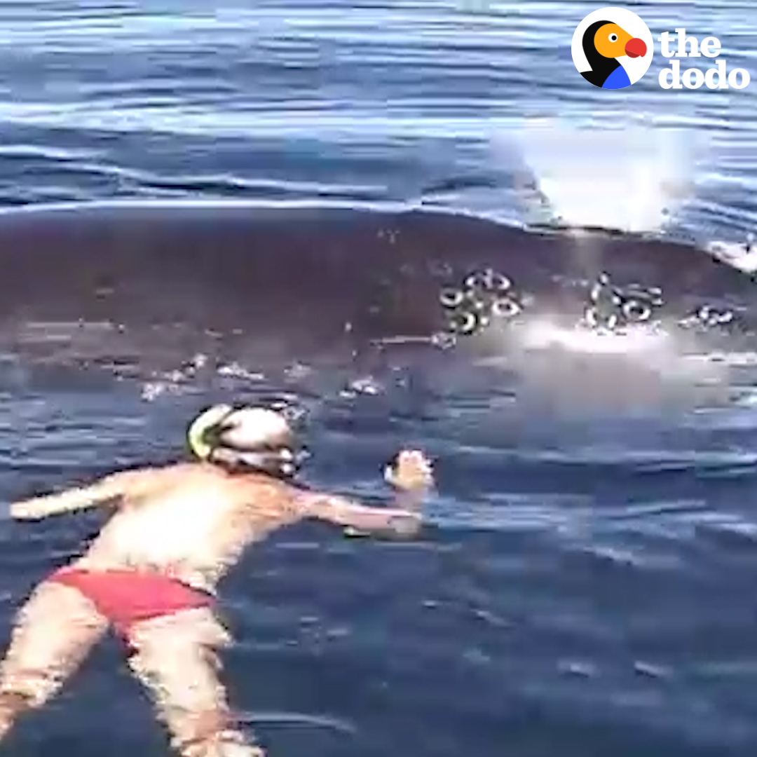 This family's boat ride turned into a dramatic whale rescue — and the whale spent an hour thanking them in the most beautiful way! 🐋💙