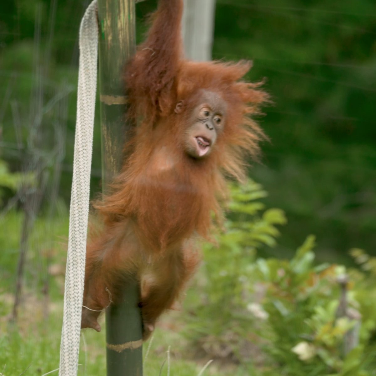 Someone order a small Ginger Ape? ๐ฅค