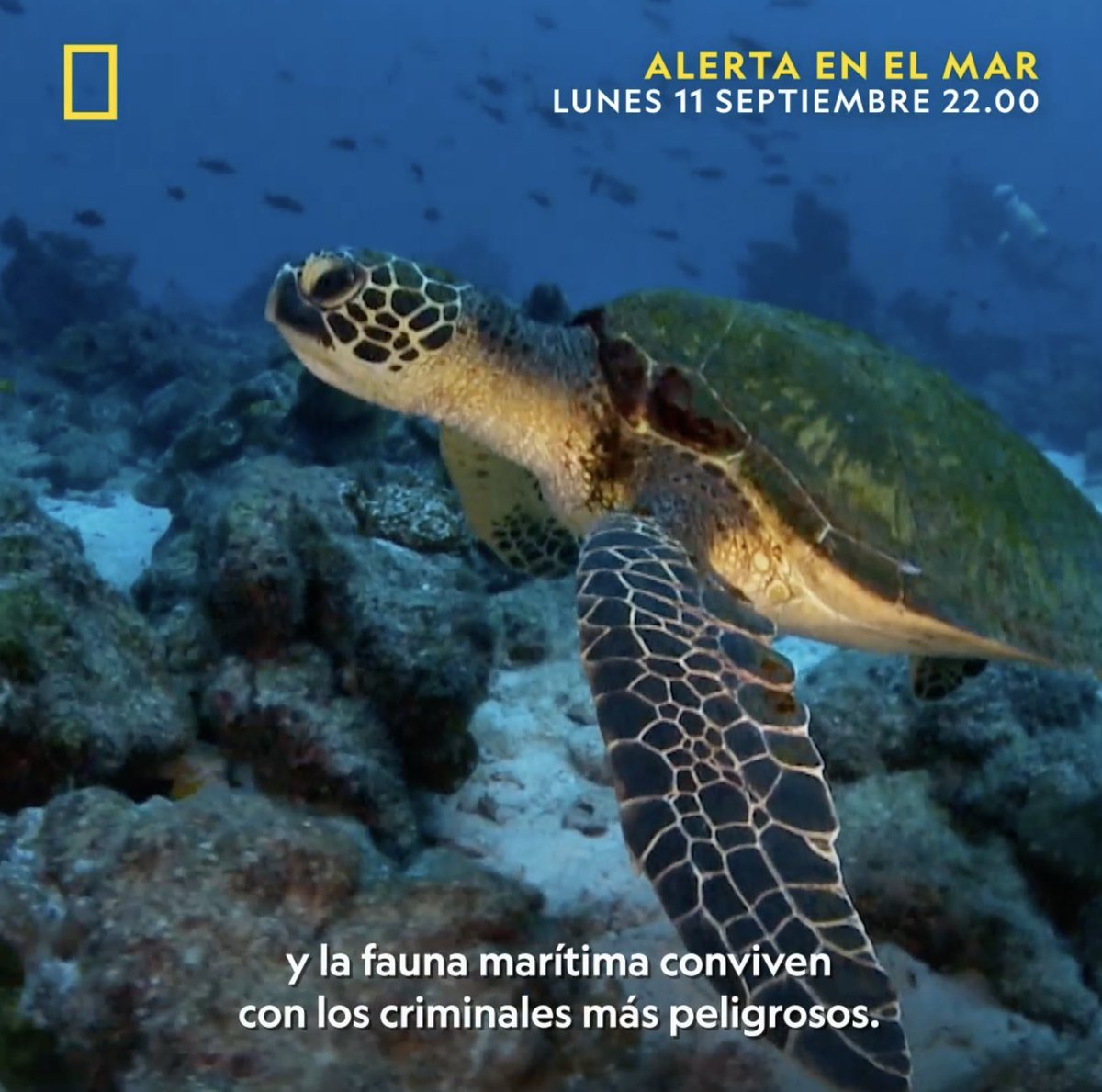 En la costa española conviven el turismo y la fauna marítima con actividades criminales. Acompañamos al SEMAR, para ver cómo se protege su seguridad. ALERTA EN EL MAR, nueva serie de producción local, estreno el lunes 11 de SEPTIEMBRE a las 22.00 en National Geographic.