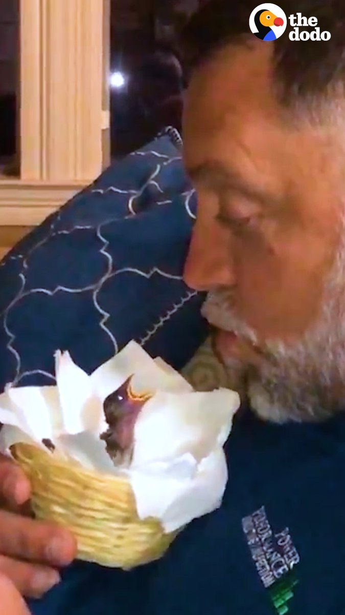 Empty nester couple rescues a baby sparrow — now she takes baths with the wife and flirts with the husband! ❤️