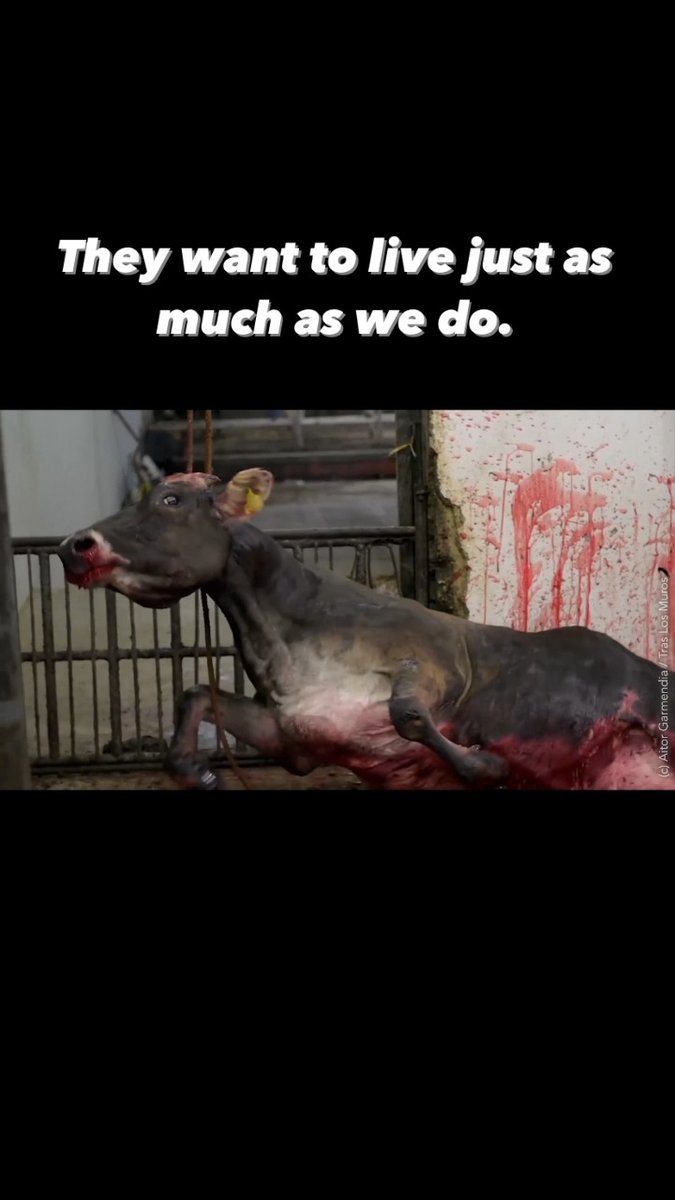 Cows are individuals, not food.