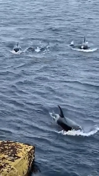 Did YOU know #Orkney is one of the best places in the UK to spot whales & dolphins?! 🐬🐳 📍 Isle of Hoy, orkney.com 🎥 IG/Cantick Head Lighthouse SpiritoftheHighlands
