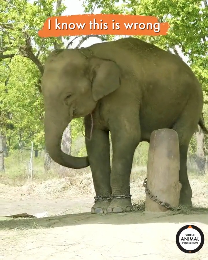 RT if you know elephants don't belong in captivity! 🐘✊
