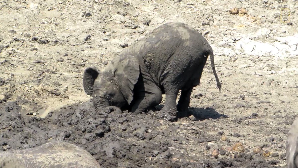 Sometimes a good mud puddle is too much to resist 🐘