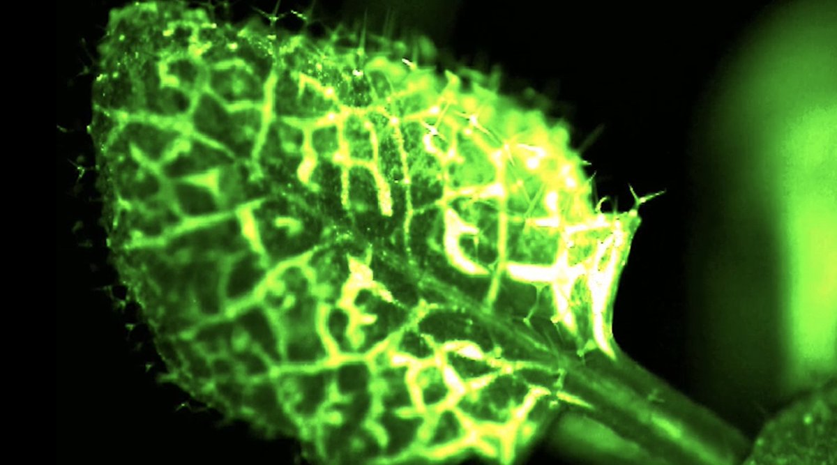 See how plants react when attacked