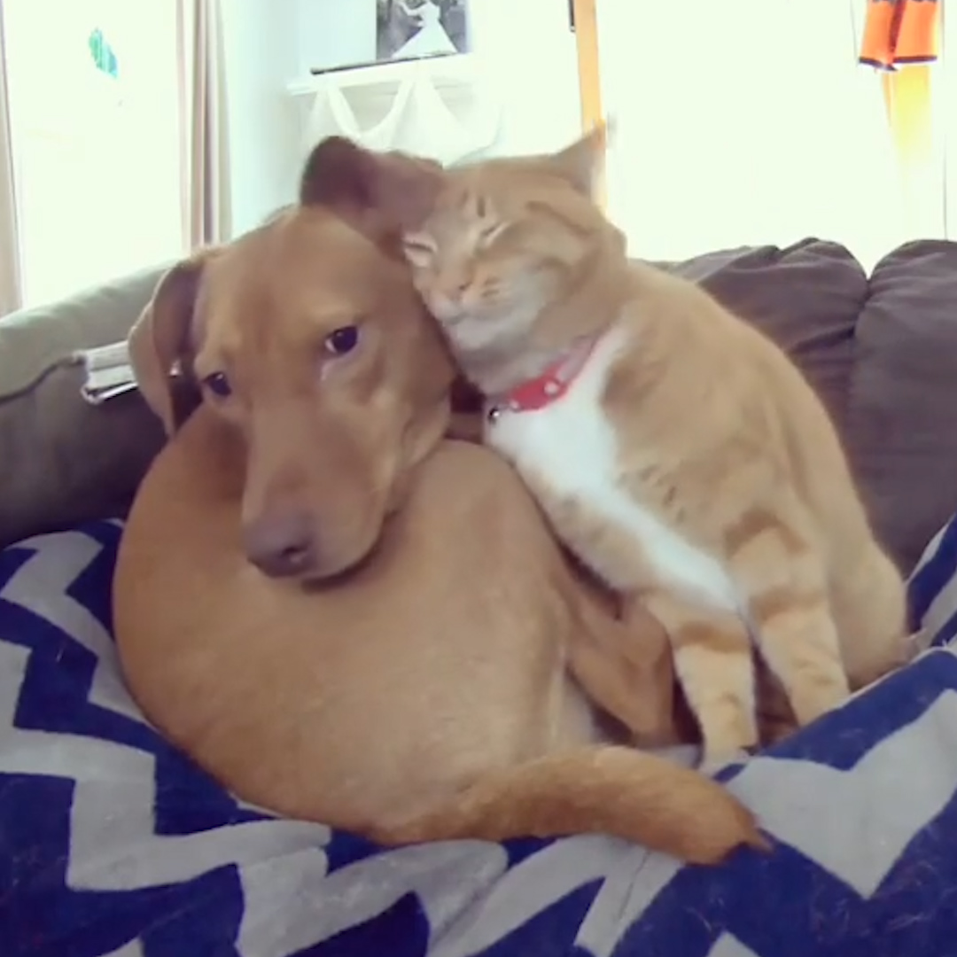 This dog's parents set up a hidden camera when they went to work — and got the sweetest surprise 💖