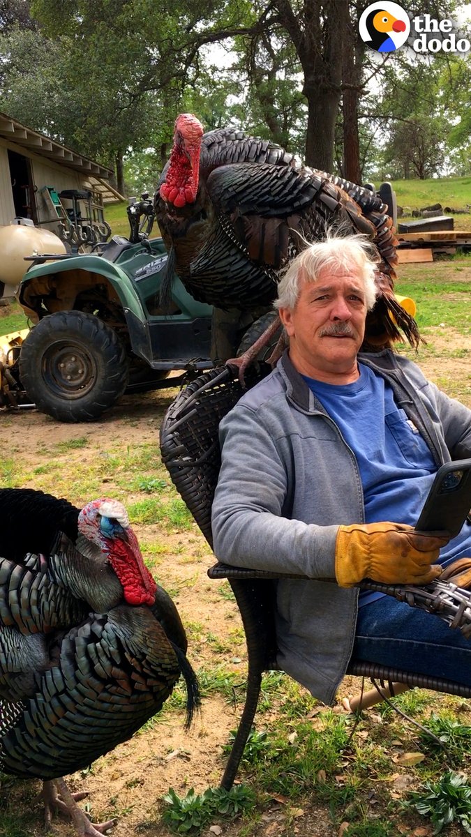 Guy raises two wild baby turkeys and now they're so obsessed with him, he wears a hoop skirt to fend them off! 😂