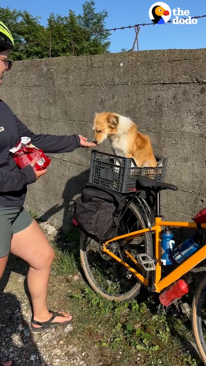 ときどき思うのですが... 犬には自分を救ってくれる人間が 直感で分かるのかもしれませんね。 自転車旅行に何キロもついてきた犬が、 救われて幸せになったお話です...☺️💕