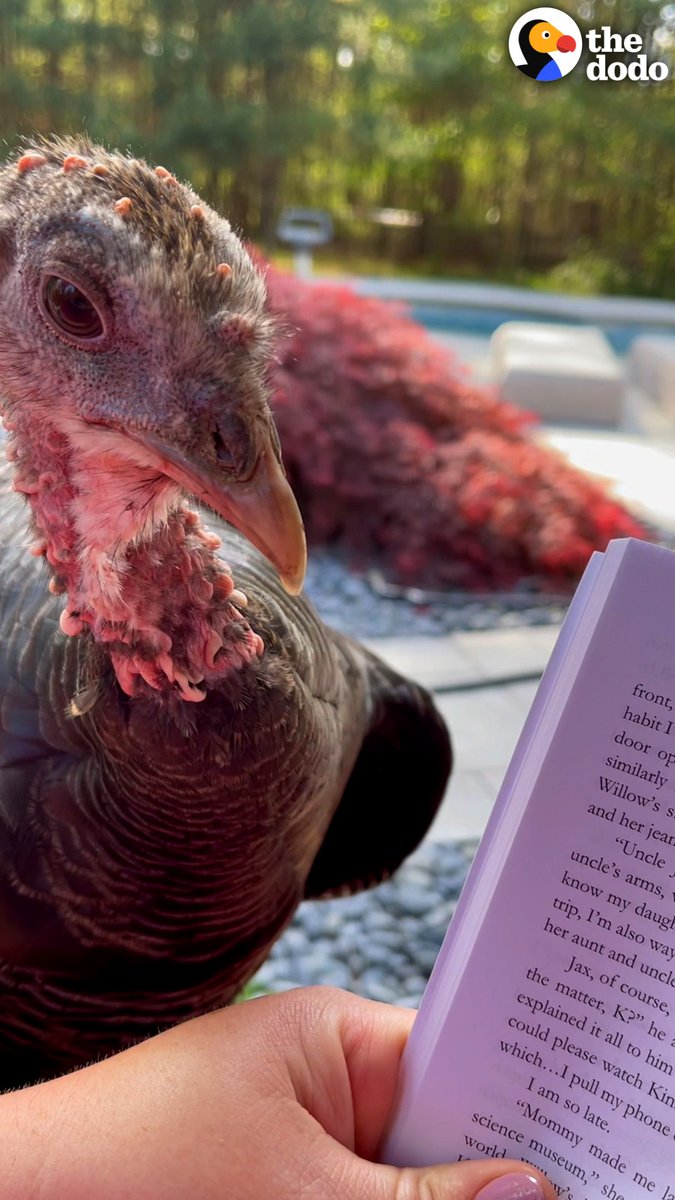 Wild turkey shows up and refuses to leave, so Dad builds her a home 💞