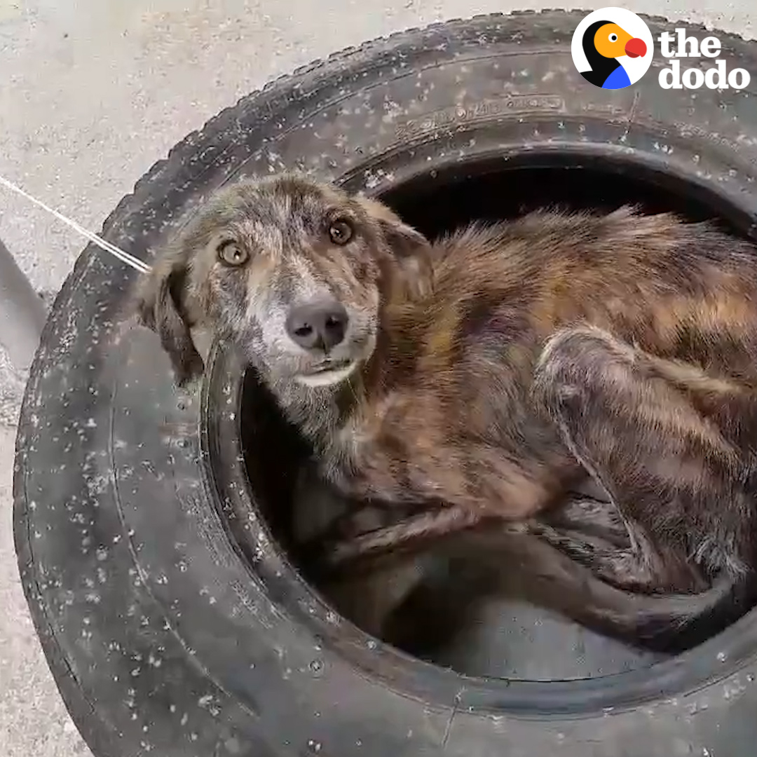 This guy rescued a dog and needs help finding him the perfect home!