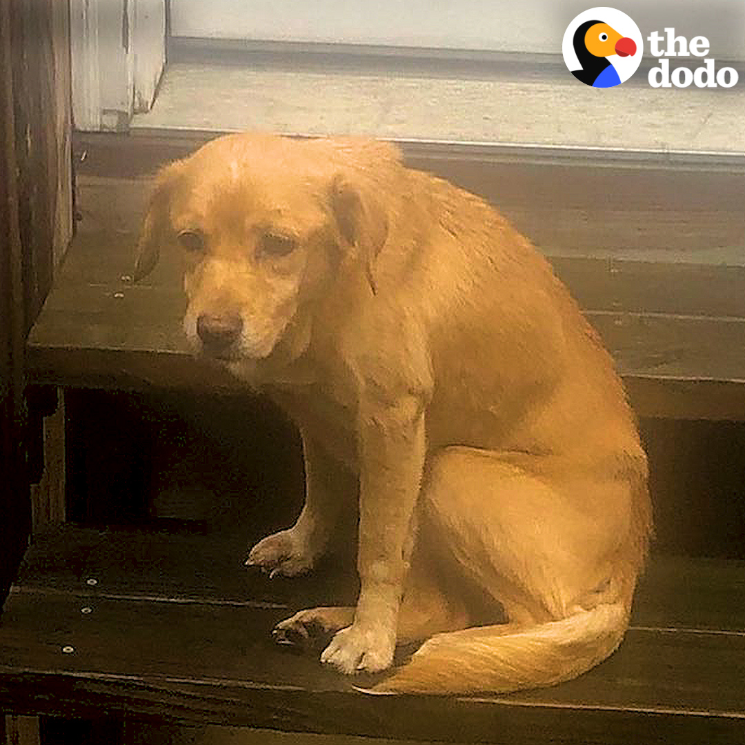 This stray puppy showed up in someone’s living room — in the middle of the night! Jack Jokinen