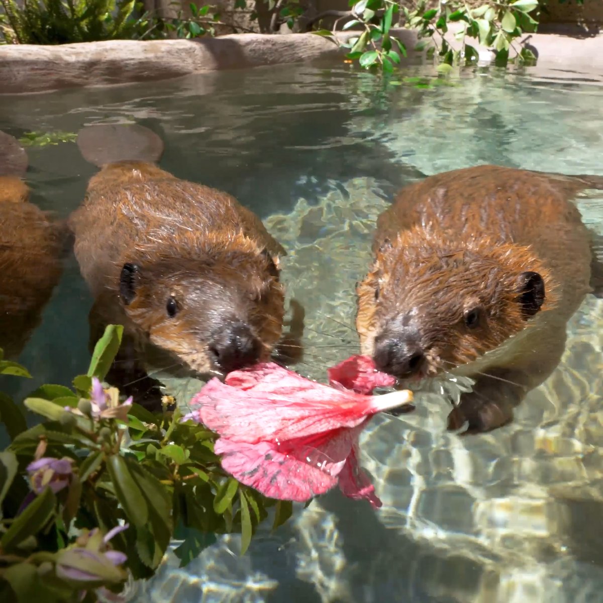 Meet your new favorite trio, Rogue, River, and Willow, ambassador beaver kits swimming into Basecamp. 🦫