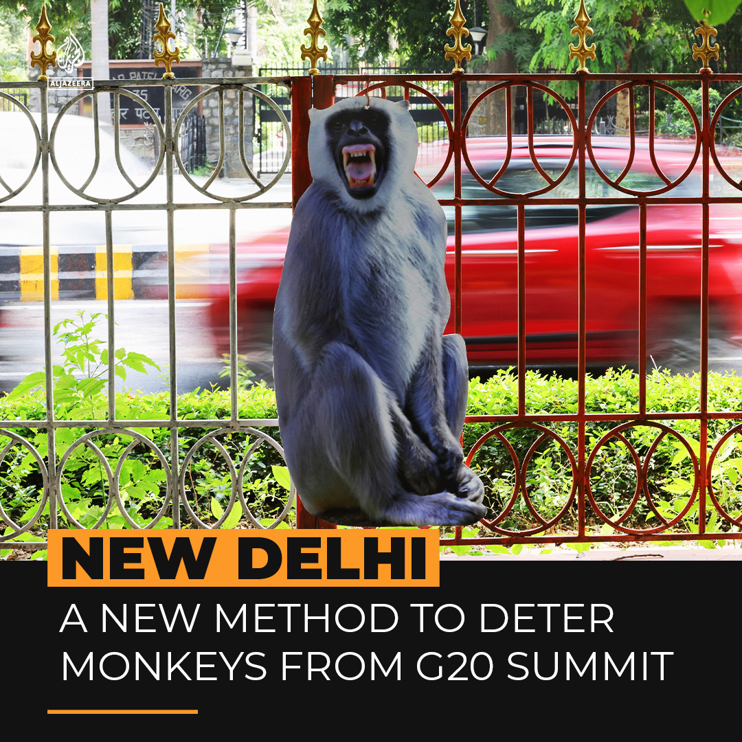 These cutouts of langur monkeys have been planted around New Delhi to scare off other monkeys ahead of the G20 summit in India👇