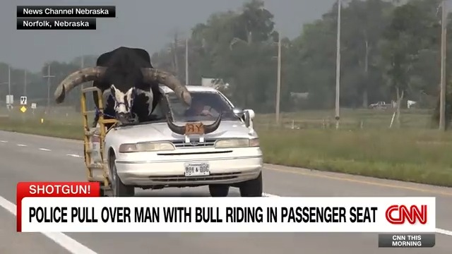 A driver in Nebraska was pulled over for having a bull in the passenger seat of his car