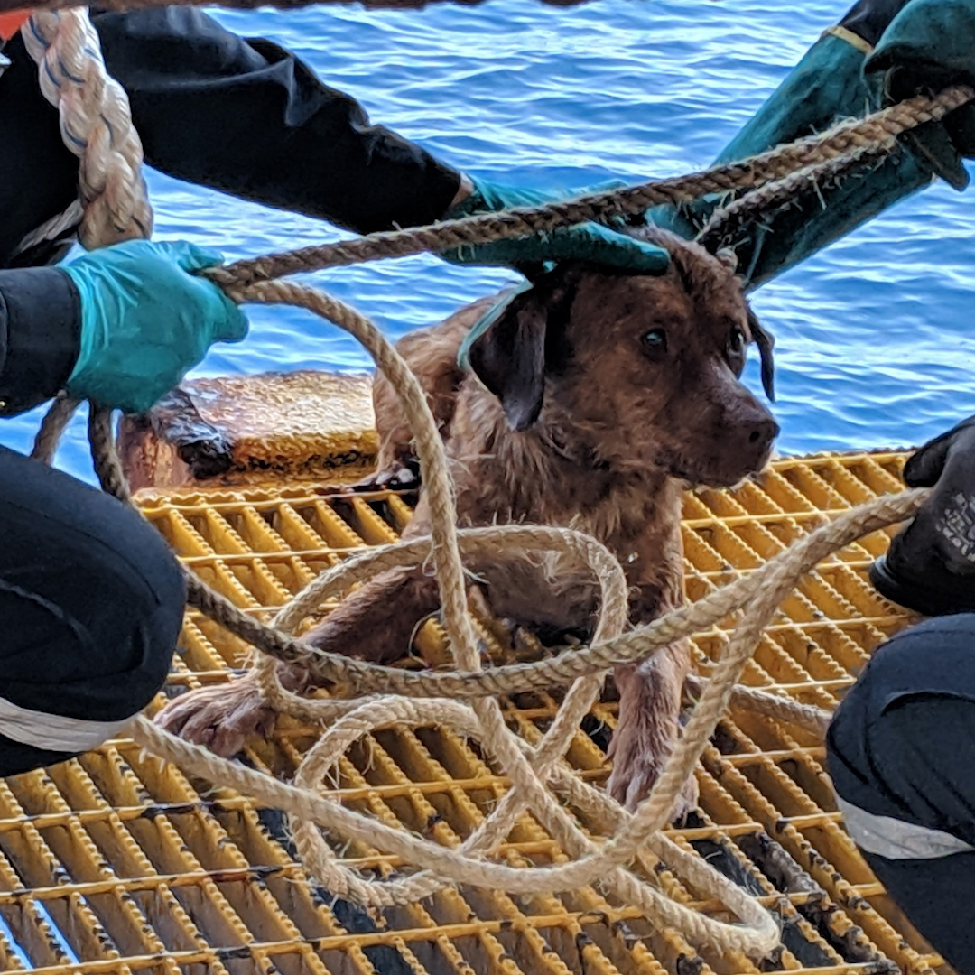 Guy finds a dog swimming 135 miles offshore and becomes his dad 🙏💙