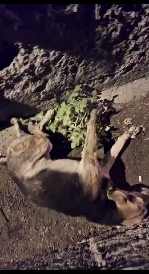 Dinleyicimiz Ender yayında. Bu köpeğe çarpmış ve yardım istemek için yayında. Çarpıp kaçmayan vicdanlı bir insan. Tebrikler👏👏 Dinleyicilerimizin yardımıyla açık klinik bulduk. Şimdi bu canı Başakşehir’de Animal Love isimli kliniğe yetiştiriyoruz. Lütfen böyle durumlarda kaçmayın, yalnız bırakmayın, araç sigortanız masrafları karşılıyor. Umarım yaşatabiliriz.