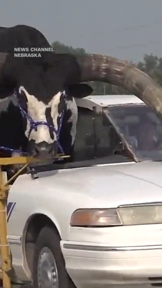 A man who was driving with a Watusi bull named Howdy Doody in his passenger seat was pulled over. The car was modified so the bull could fit.