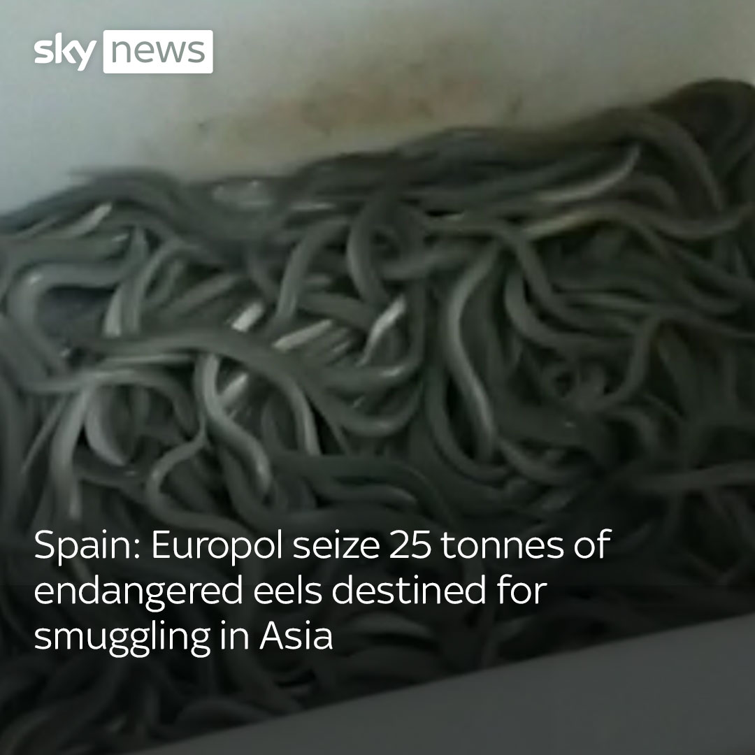 Europol has seized 25 tonnes of endangered eels destined for smuggling in Asia. Experts believe gangs who are smuggling the lucrative fish are pushing it towards extinction.