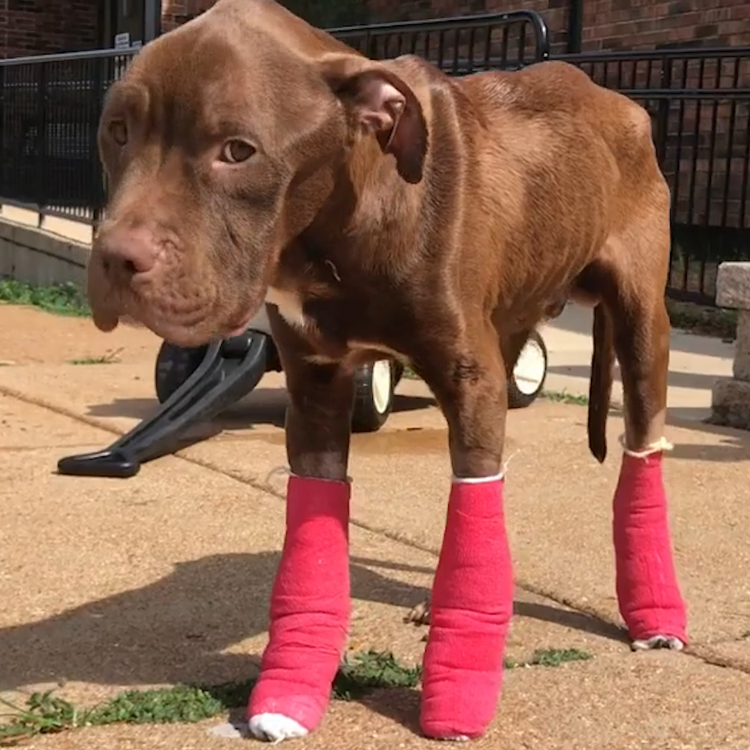The moment this pittie makes his foster mom cry happy tears 😭❤️️