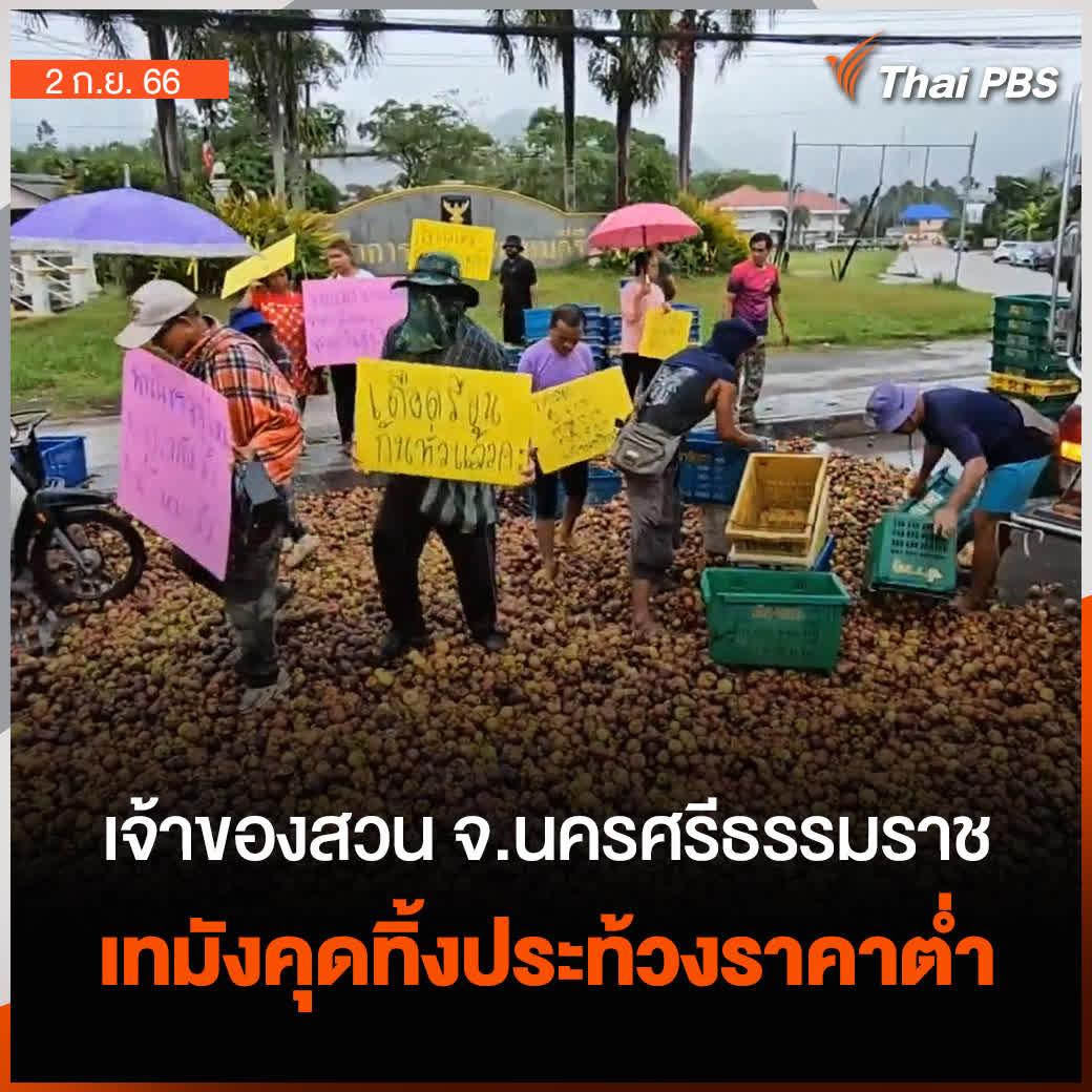 ชาวสวนทุเรียน และสวนมังคุดภาคใต้ ประสบปัญหาราคาผลไม้ตกต่ำ หลังอ้างว่า พ่อค้าคนกลาง และล้งรับซื้อผลไม้ ร่วมกันกดราคา จากเดิมที่ซื้อขายมังคุดหน้าสวน 35 บาท/กก. ลดเหลือ 5 บาท/กก. ทำให้เจ้าของสวน จ.นครศรีธรรมราช เทมังคุดทิ้ง เรียกร้องหน่วยงานเกี่ยวข้องแก้ไขปัญหา #ThaiPBS #ข่าวเที่ยง