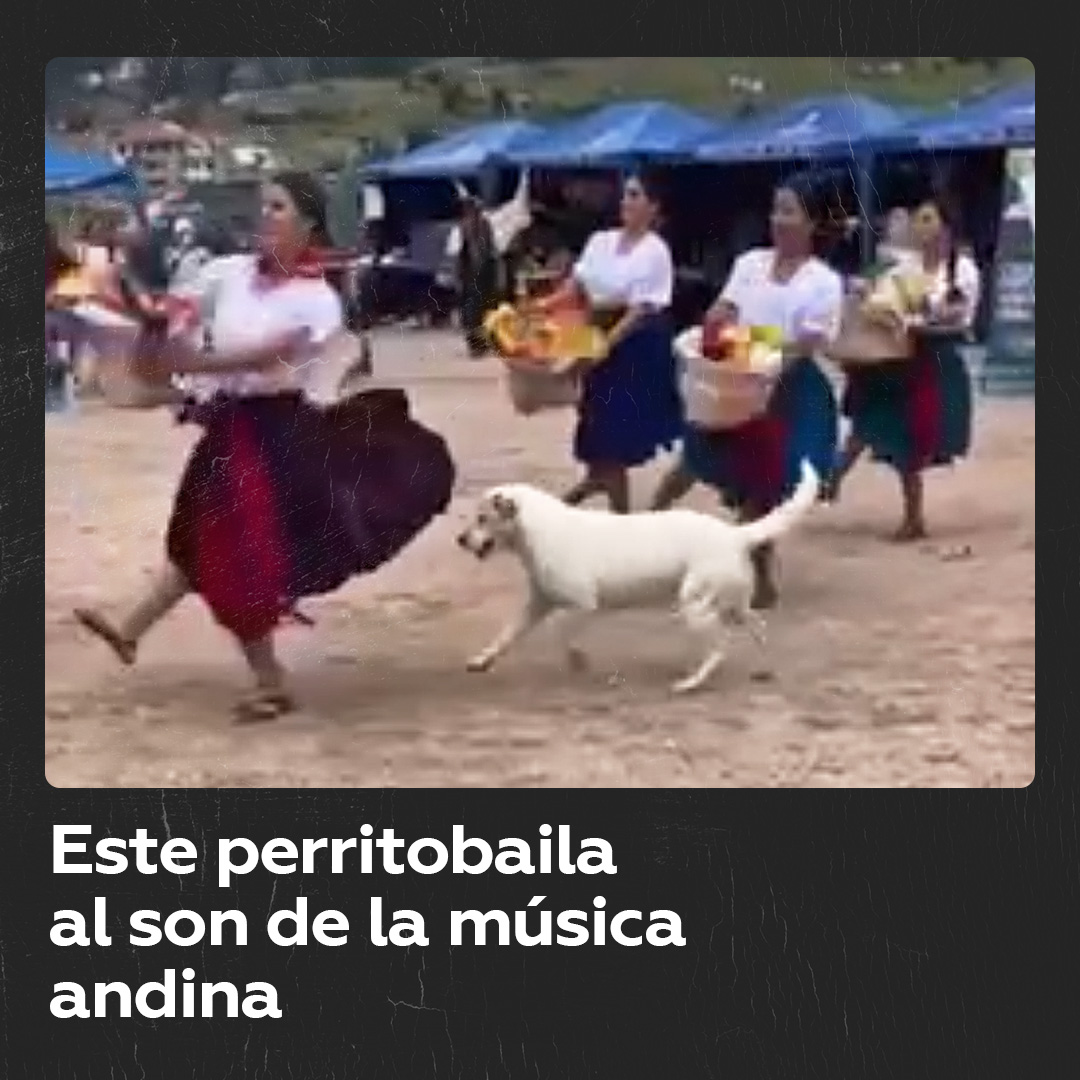 ‘Firualis’ se llevó el show durante baile de las cholas cuencanas Un perrito se coló en el baile andino de las cholas cuencanas durante un evento que se celebró en las cercanías de la ciudad ecuatoriana de Cuenca, provincia de Azuay.