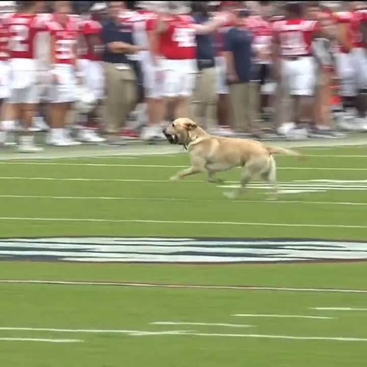 Lane Kiffin’s dog, Juice, is Ole Miss’ tee dog. He is a very good boy.